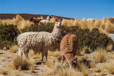 Eduardo Park mit Lamas